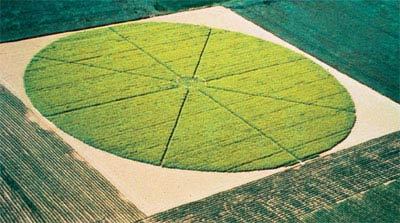 Etude de la dispersion du pollen du colza dans un champ circulaire de 105 m de diamètre à partir d'une parcelle centrale de colza transgénique résistant à la phosphinotricine de 9 m de diamètre.