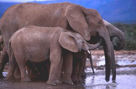 Eléphants d'Afrique dans le Parc National Addo en Afrique du Sud.Reproduction et utilisation interdites &copy; IFAW