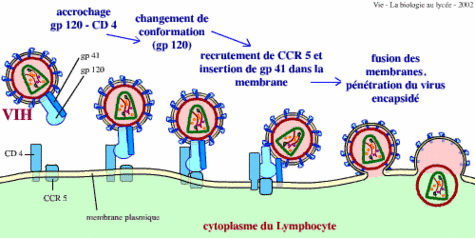 L'entrée du VIH dans les lymphocytes.Credits : "Vie - La biologie au lycée" site ressource sciences de la vie ENS-DESCO