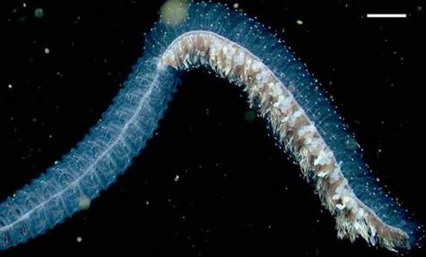 Erenna, une créature proche de la méduse, découverte à environ deux kilomètres de profondeur Ses nombreuses tentacules émettent des pulsations de lumière rouge(Crédits :  Casey Dunn)