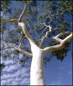 Un eucalyptus