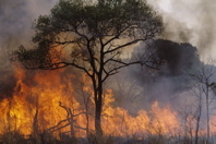 Armer les communautés locales contre les feux de forêt