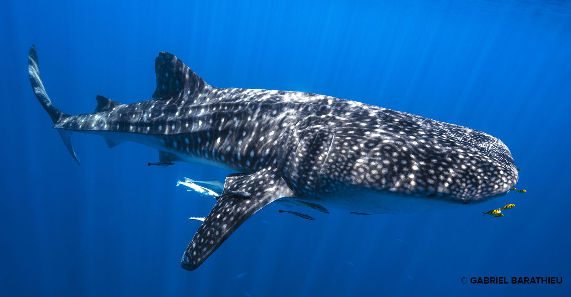 Un requin-baleine et ses carangues royales, plongeant dans le bleu profond ! Ce requin-baleine suit un banc de poissons qui le mène à sa nourriture : le plancton. © Gabriel Barathieu, tous droits réservés