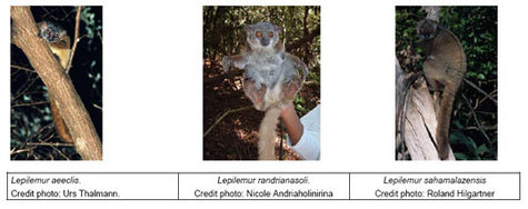Trois nouvelles espèces de lémuriens à Madagascar