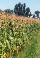 Le maïs OGM peut-il coexister avec le maïs classique ?