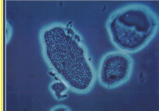 MicrobeCrédit : http://www.biotech2000.com