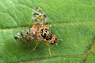 La technique de l'insecte stérile consiste à stériliser un grand nombre d'insectes mâles