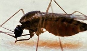 Un moustique responsable de la propagation du paludisme