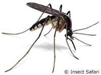 Des pièges et des insectifuges contre les moustiques porteurs du paludisme