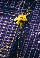 Cellule neuronale sur un processeur vue au microscope électronique