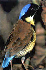 Brève de Gurney (Pitta gurneyi). Source : Philip Round www.orientalbirdclub.org.