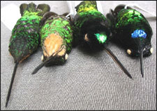 Les quatre spécimens d'Incas de Wetmore collectés en 2004 en Colombie : à gauche, deux femelles, à droite, deux mâles