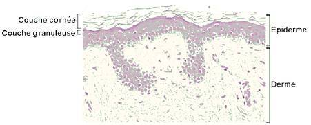 Image microscopique des différentes couches de la peau humaine (grossissement x 100)(crédit : INSERM)