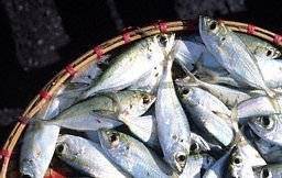 El Niño : une influence plutôt bénéfique sur les sardines ...
