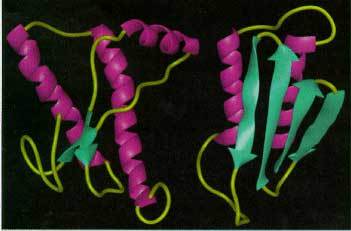 La protéine du prion existe sous deux formes, l'une pathogène et l'autre « normale », différant par leur structure tridimensionnelle.