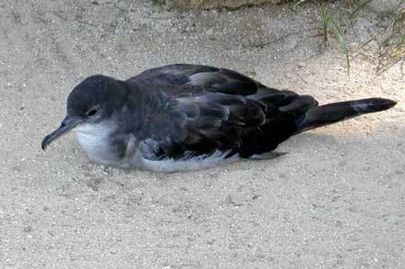 Un "Puffinus pacificus" espèce protégée, nichant sur le sol, donc très fragile. De nombreux oiseaux ont été abattus et mangés lors des 40 jours de tournage..