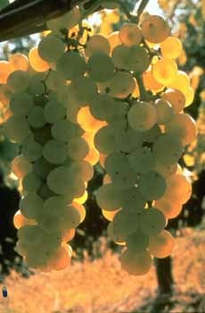 Obtention de raisins de table actuellement en cours d'étude à MontpellierCrédit : INRAAuteur: Wagner R.