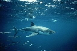 Le foie du requin bon pour la santé de l'homme ? (crédit : http://www.csdm.qc.ca)
