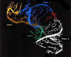 Structure double brin d'un ARN (pseudonoeud).Crédit: université de Berkeley