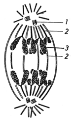 Schéma de la séparation des chromosomes durant la division cellulaire.1. Les centrosomes2. Microtubules3. Chromosomes