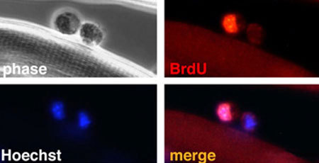 Les souris ont éte marqué avec BrdU, qui est integré dans l'ADN (rouge); l'ADN immortel est retenu dans une seule cellule fille pendant la division de cellule satellite sur le fibre musculaire.&copy; Shahragim Tajbakhsh