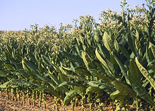 Plants de tabac
