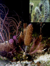 Les coraux ne sont pas décidés à laisser filer leurs zooxanthelles !