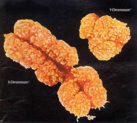 Le chromosome X et le chromosome Y