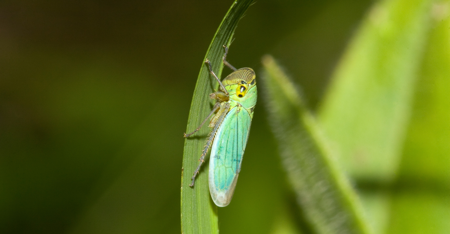 Des chercheurs de Georgia Tech (États-Unis) ont observé des cicadelles propulser leur pipi à des vitesses folles. © Alexandre, Adobe Stock