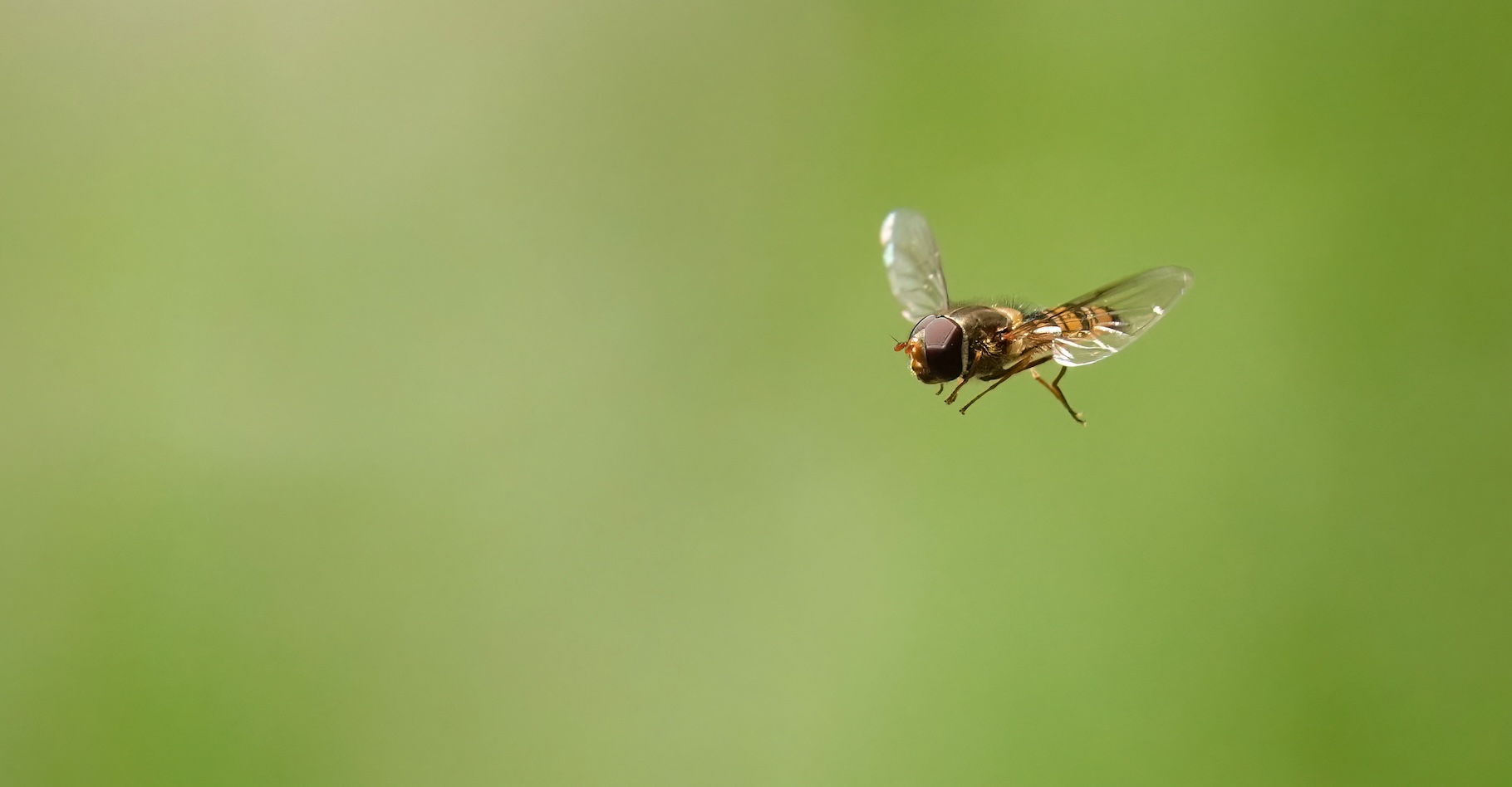 Des chercheurs de l’université d’Exeter (Royaume-Uni) ont observé la migration des insectes – parmi lesquels beaucoup de syrphes ceinturés comme celui représenté ici – par un col étroit des Pyrénées. © Nigel, Adobe Stock
