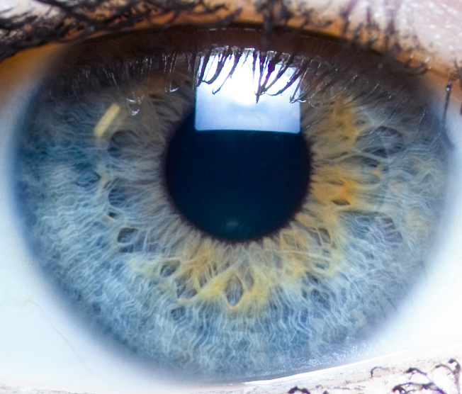 L'œil est un système qui est loin d'avoir livré tous ses secrets ! © Laitr Keiows, Wikimedia, CC by-sa 3.0