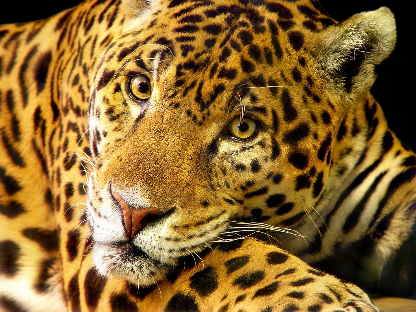 Le jaguar fait partie des espèces les plus emblématiques, menacées par la destruction de l'Amazonie. © Tambako the jaguar, Fotopedia, CC by-nd 2.0 
