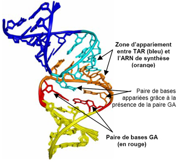 Le complexe formé par l'ARN viral au niveau de TAR (en bleu) et l'ARN de synthèse (en jaune, orange et rouge). © Van Melckebeke et al./Pnas