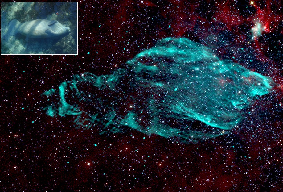 Saisie en infrarouge par le radiotélescope VLA, la nébuleuse qui entoure la supernova W50 ressemble étrangement à un lamantin. © NRAO, AUI, NSF, K. Golap, M. Goss,&nbsp;Nasa, Wide-field Survey Explorer&nbsp;; Tracy Colson pour la photo du lamantin