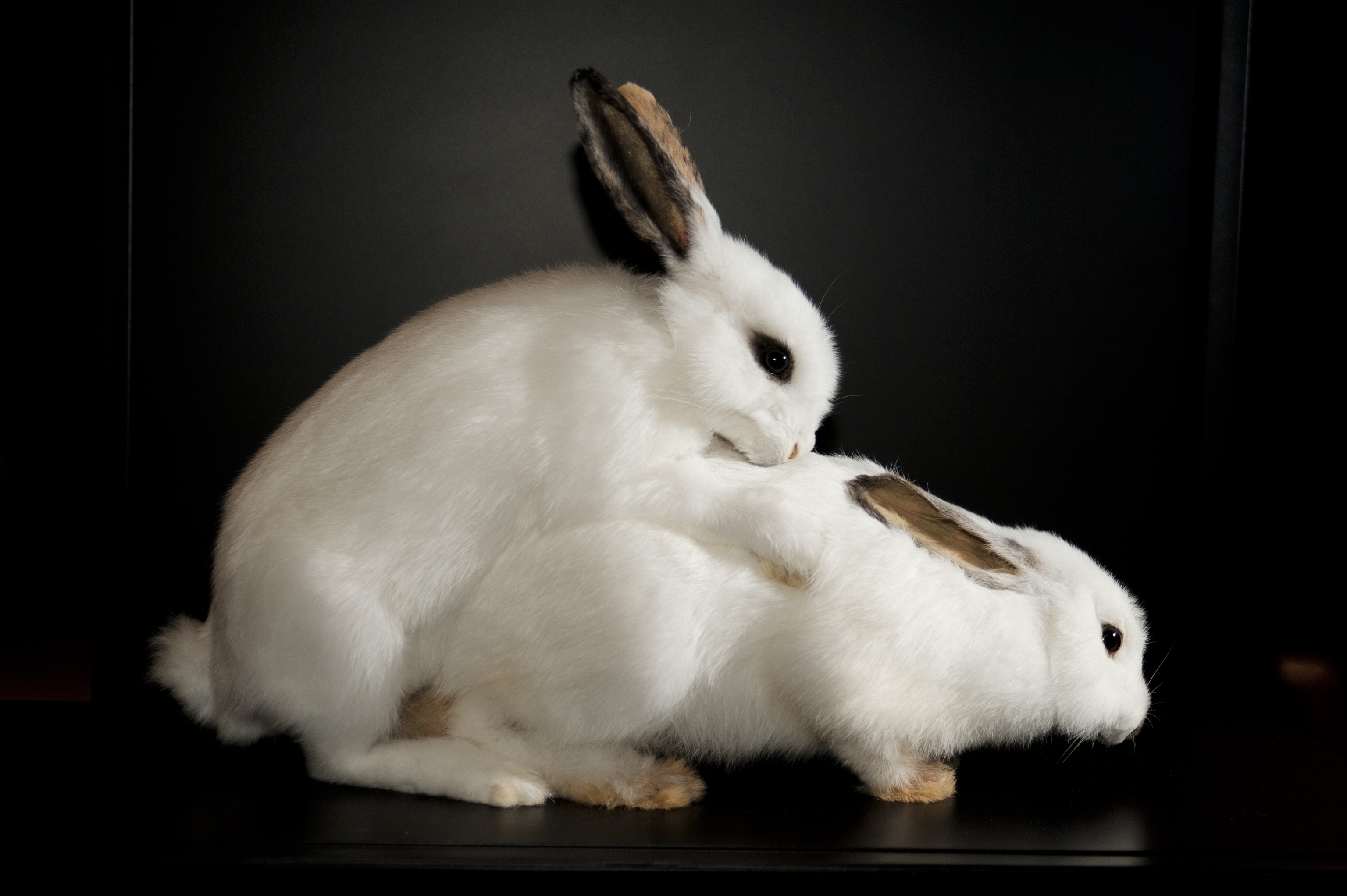 Le lapin est un peu le symbole des débordements de la sexualité animale. Très portés sur la chose, les mâles se jettent sans distinction sur les femelles à leur portée. Même si c'est leur mère ou leur sœur... © Sexual Nature, London's Natural History Museum