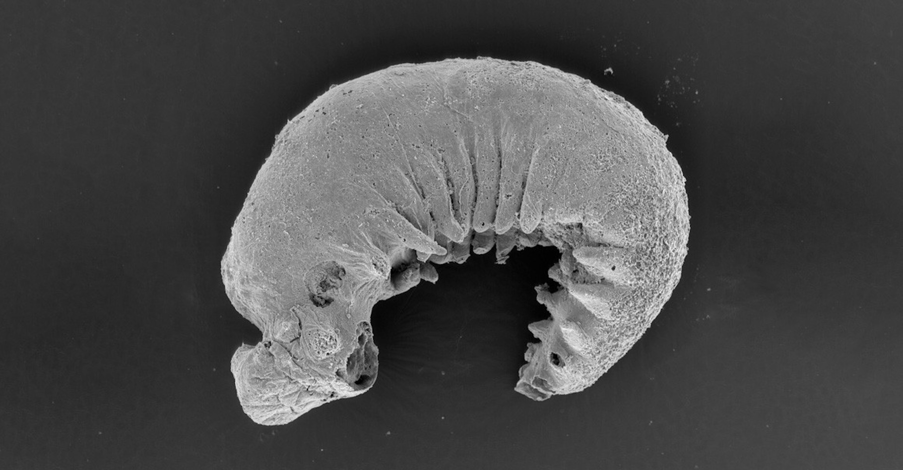 La larve fossile découverte par des chercheurs de l’université de Durham (Royaume-Uni) et nommée Youti yuanshi est un arthropode primitif. Son état de conservation exceptionnel permet d’en apprendre plus sur leur évolution. © Smith et al., 2024