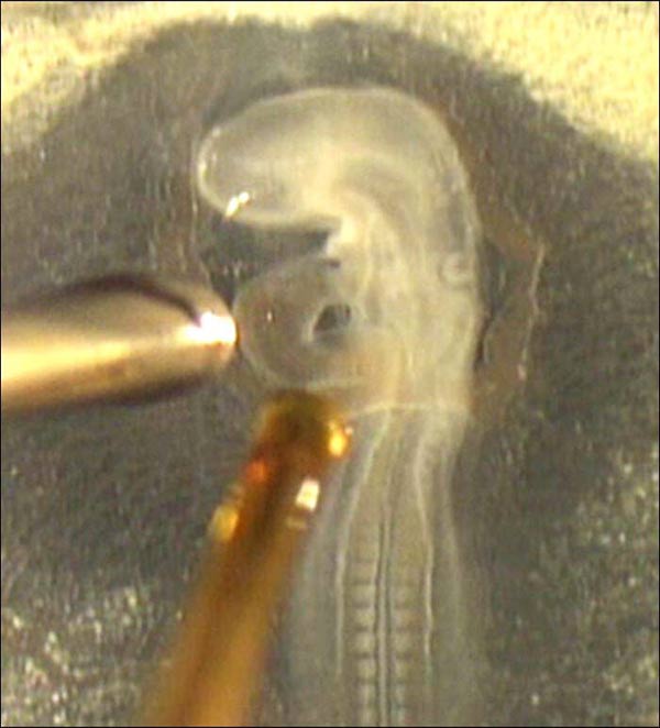 Un embryon de caille âgé de 53 heures. Une fibre optique livre des impulsions optiques au cœur, tandis qu'une sonde laser de vélocimétrie Doppler (à gauche) enregistre le rythme cardiaque. Crédit : Michael Jenkins