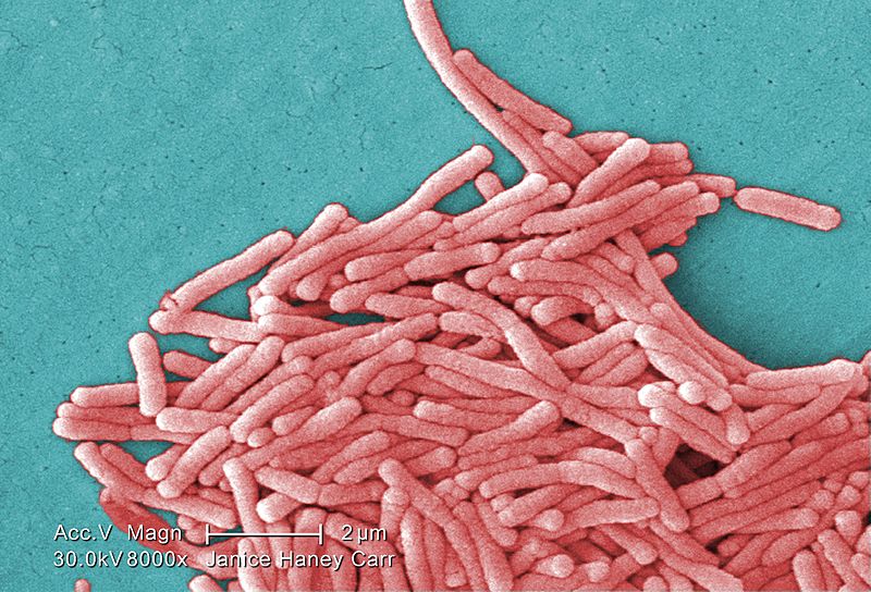 Image de microscopie de Legionella pneumophila. La bactérie est responsable de la légionellose, appelée aussi maladie du légionnaire. Cette pathologie a été baptisée ainsi en 1976, car elle a frappé un grand nombre de participants à l’Americain Legion of Pennsylvania à Philadelphie. © CDC, Wikimedia Commons, cc by sa 3.0
