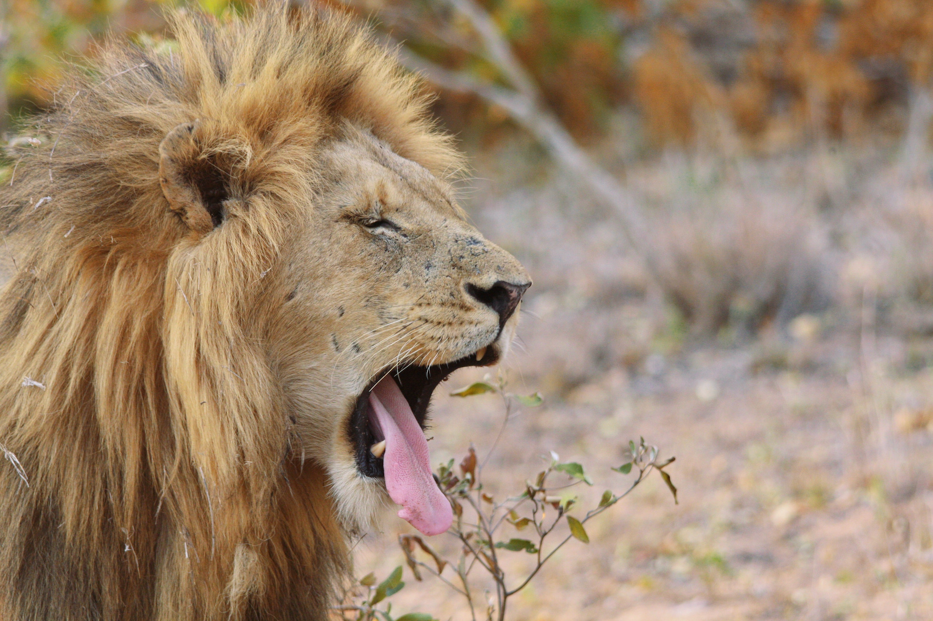 L'ocytocine pourrait rendre les lions plus amicaux entre eux. © Monique Pouzet, Adobe Stock