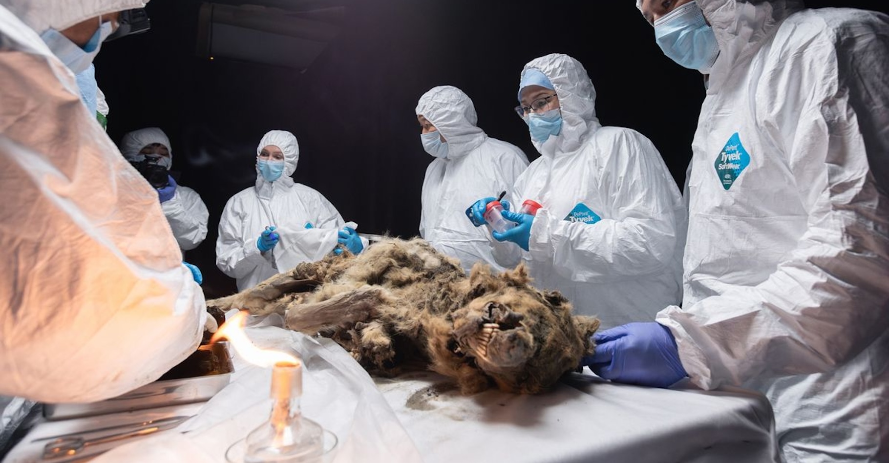 Des chercheurs russes ont analysé le corps momifié depuis 44 000 ans d’un loup découvert dans le pergélisol de Sibérie. © North-Eastern Federal University