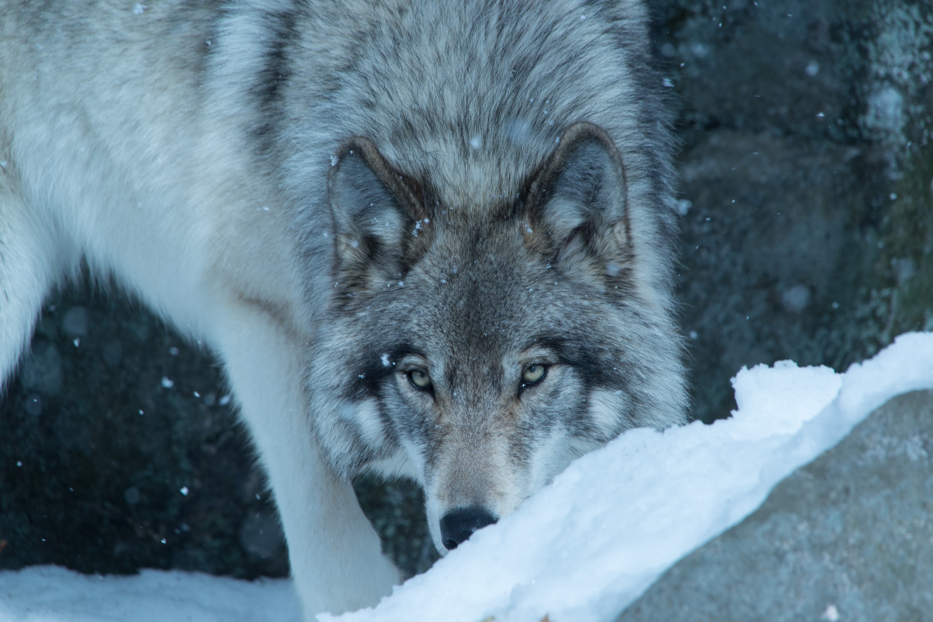 Pourquoi le loup « sinistre » s'est-il éteint sans laisser de trace génétique ? © Ryan, Adobe Stock