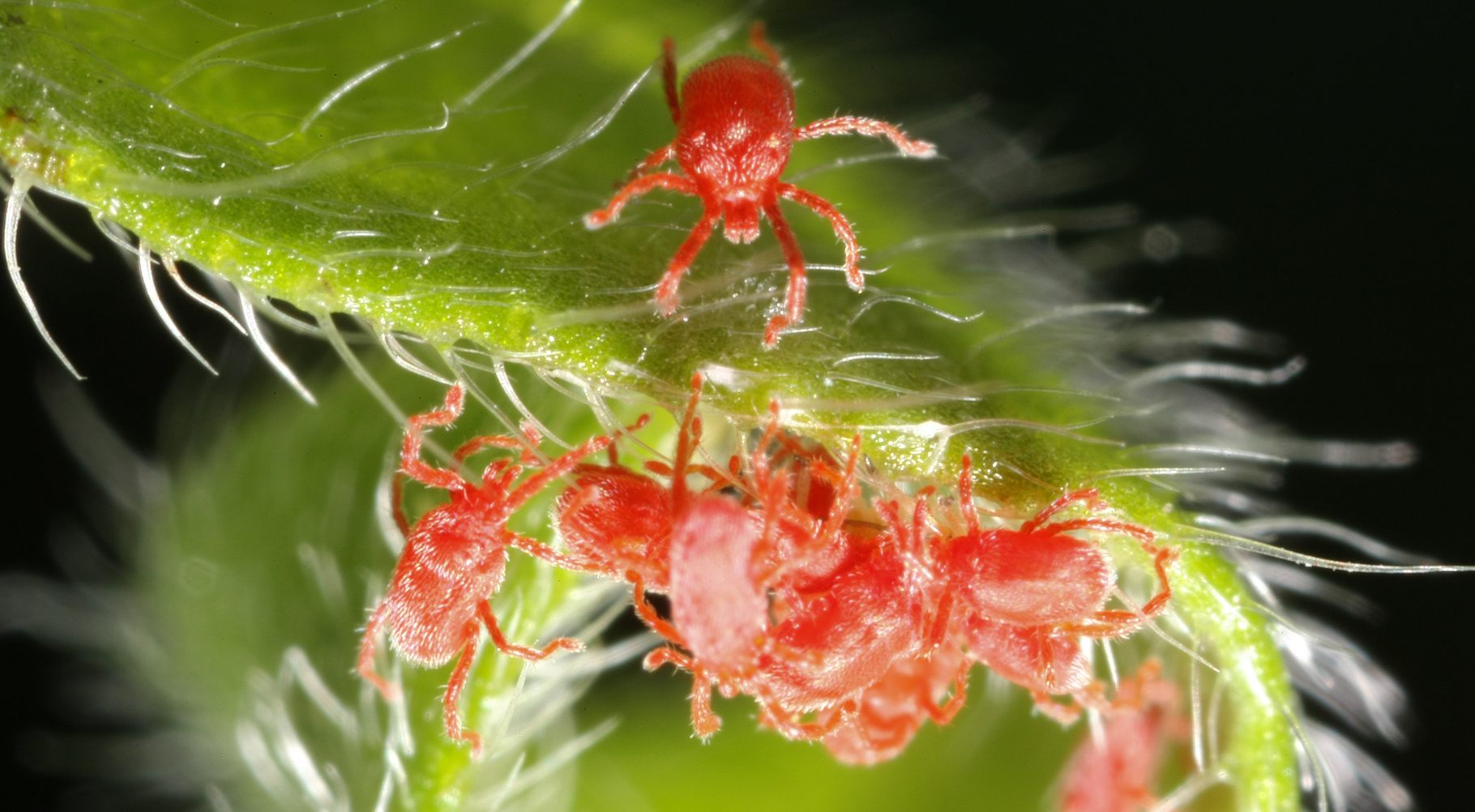 L'araignée rouge possède huit pattes et n'est donc pas un insecte (qui en a toujours six). On peut ainsi distinguer l'araignée rouge de la cochenille, autre parasite des végétaux. C'est un acarien, cousin des araignées. © chuc.de, Fotolia