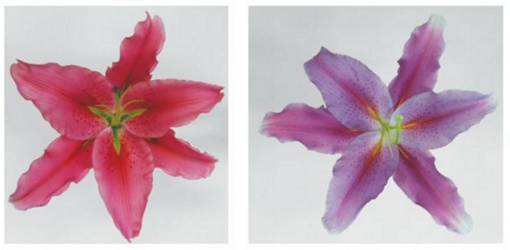 À l'image, la fleur de lys de départ (à gauche) et la fleur obtenue après modification génétique (à droite). La couleur doit encore être plus prononcée avant que ces lys bleus&nbsp;ne soient commercialisés.&nbsp;© courtesy of Suntory Holdings Ltd.