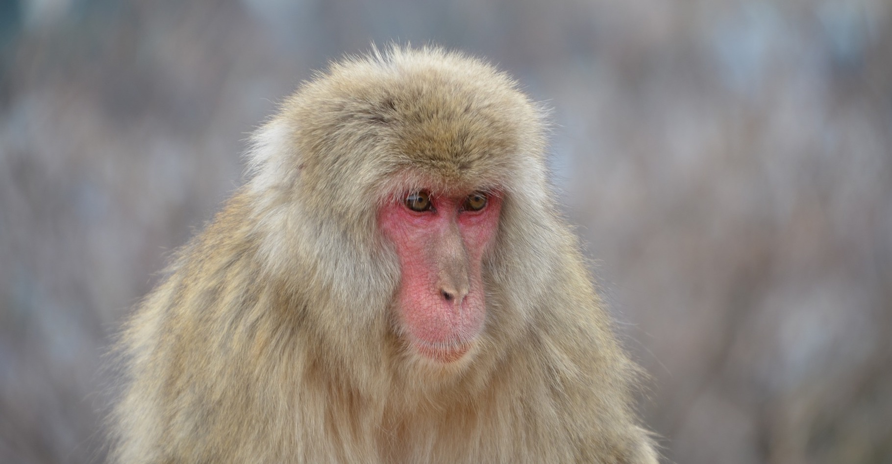 Une équipe de chercheurs canadiens a pu observer des interactions sexuelles entre macaques japonais et cerfs. © pen_ash, Pixabay, CC0