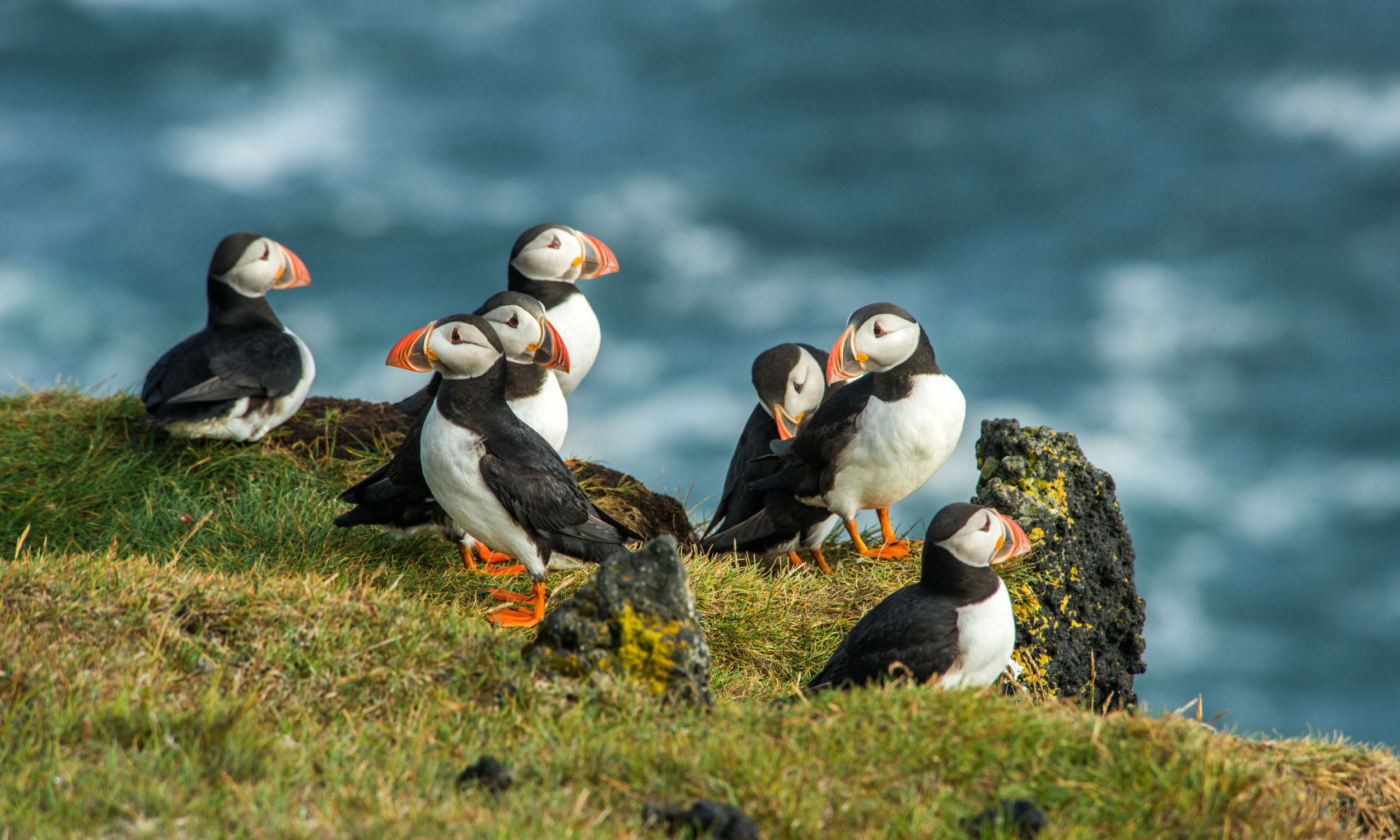 Les macareux moines, la tourterelles des bois et d'autres espèces d'oiseaux risquent de disparaître. © forcdan, Adobe Stock