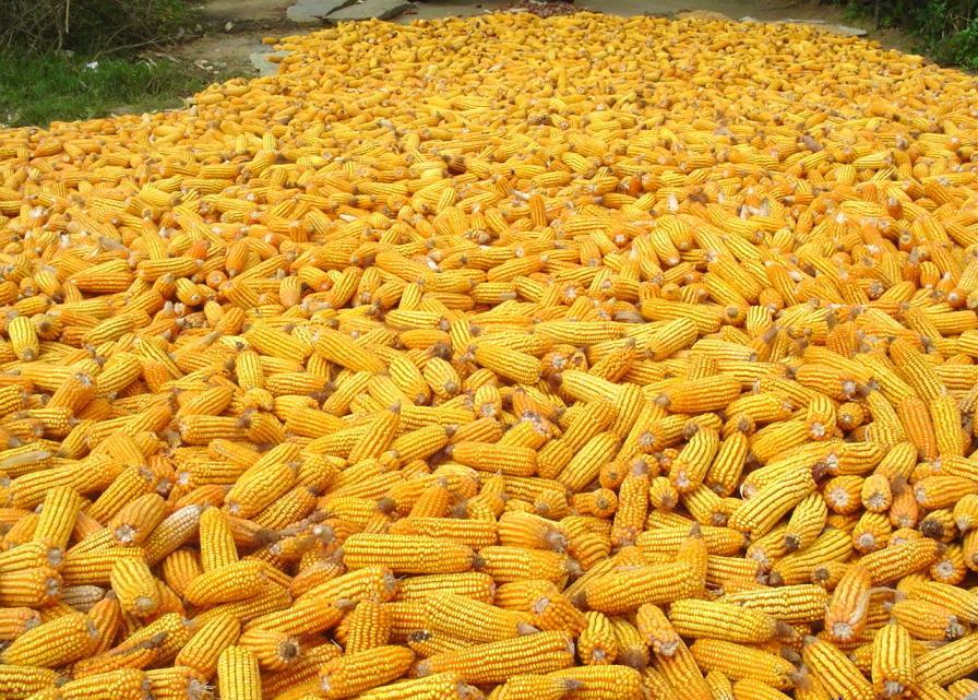 Le maïs MON 810 est une variété génétiquement modifiée produite par le groupe Monsanto. Elle est capable de résister à la pyrale du maïs. © Pratheepps, Wikipédia, cc by sa 2.5