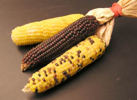 Les chercheurs de l’institut de Technologie de Virginie utilisent les sucres les plus abondants dans les plantes en général et dans le maïs en particulier pour produire de l'hydrogène. Ils réduisent ainsi le coût global de la production d'hydrogène à partir de biomasse. © Tomas Moravec