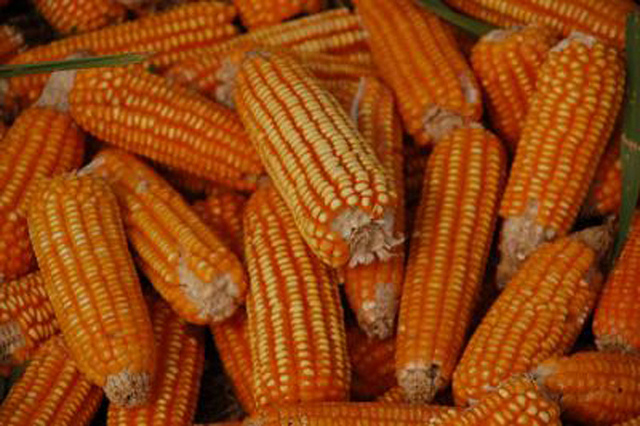 Le Conseil d'État a décidé la fin de l'interdiction du maïs génétiquement modifié MON 810 en France. &copy; IITA Image Library, Flickr, cc by nc 2.0
