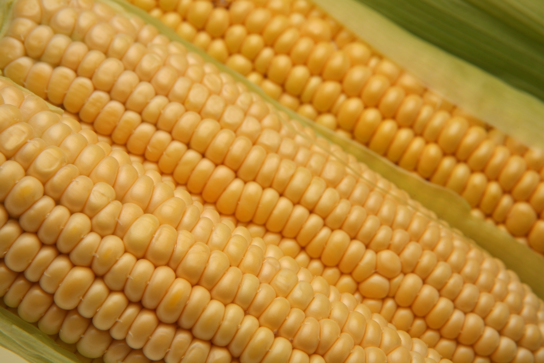Le maïs OGM NK603 utilisé dans cette étude et développé par Monsanto est interdit en culture en Europe mais autorisé à l'importation. Aux États-Unis en revanche, on le trouve directement dans les champs. © Maos, StockFreeImages.com
