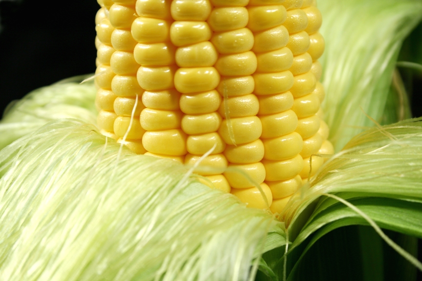 Le maïs OGM NK603 est-il nocif pour la santé humaine ? Les études d’évaluation montrent qu’il est sans risque. Mais l’étude de Gilles-Éric Séralini laisse place au doute. Qui croire ? © Jabiru, StockFreeImages.com